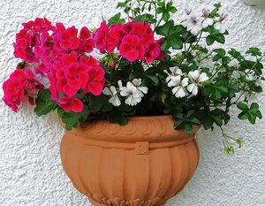 Blumenschmuck am Haus