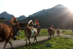 Almabtrieb im Herbst