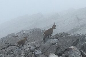 Steinböcke im Nationalpark-Gebiet
