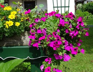 Blumenschmuck am Haus
