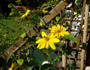 Blumenschmuck am Haus